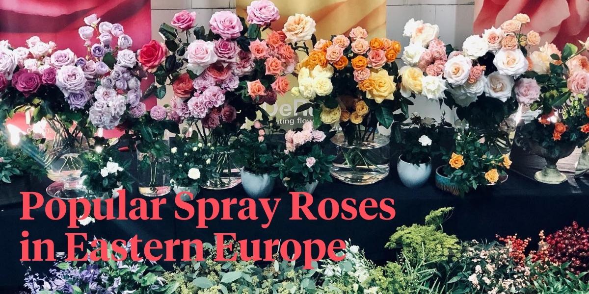 header 8 Popular Spray Roses in Eastern Europe From De Ruiter.jpg