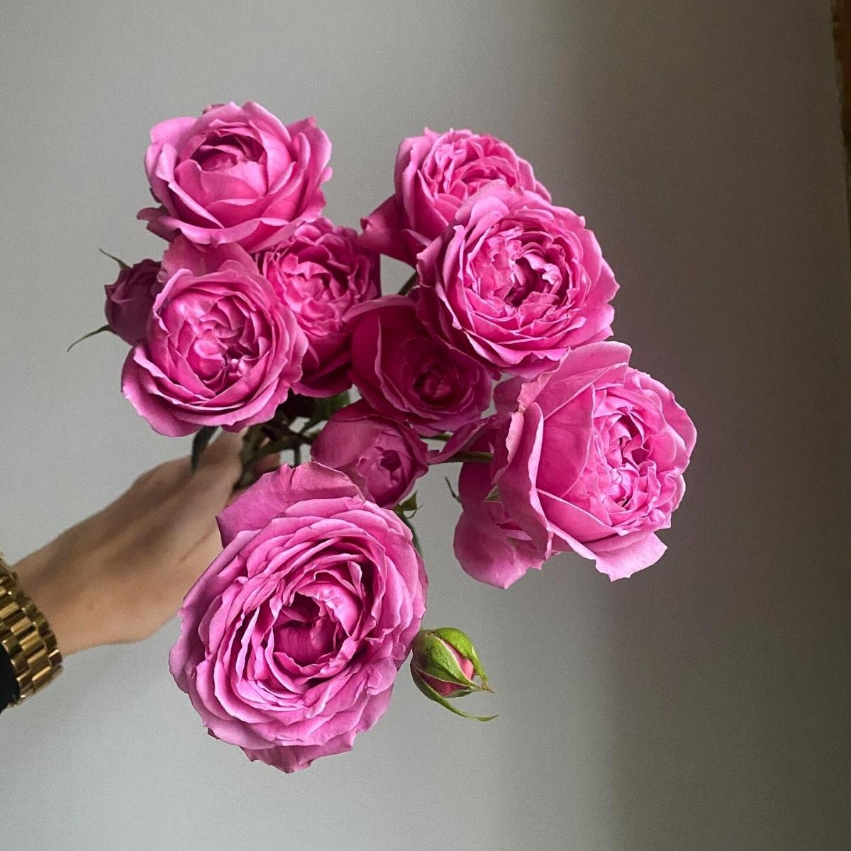8-popular-spray-roses-in-eastern-europe-from-de-ruiter-featured