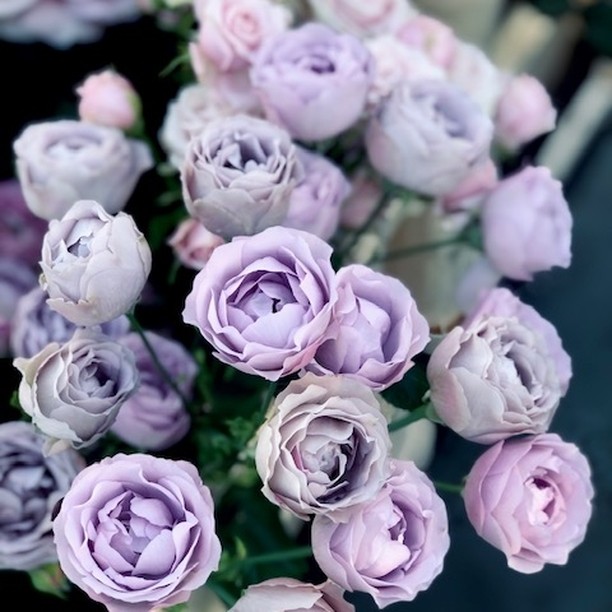 Lavender Bubbles Spray Rose - on Thursd
