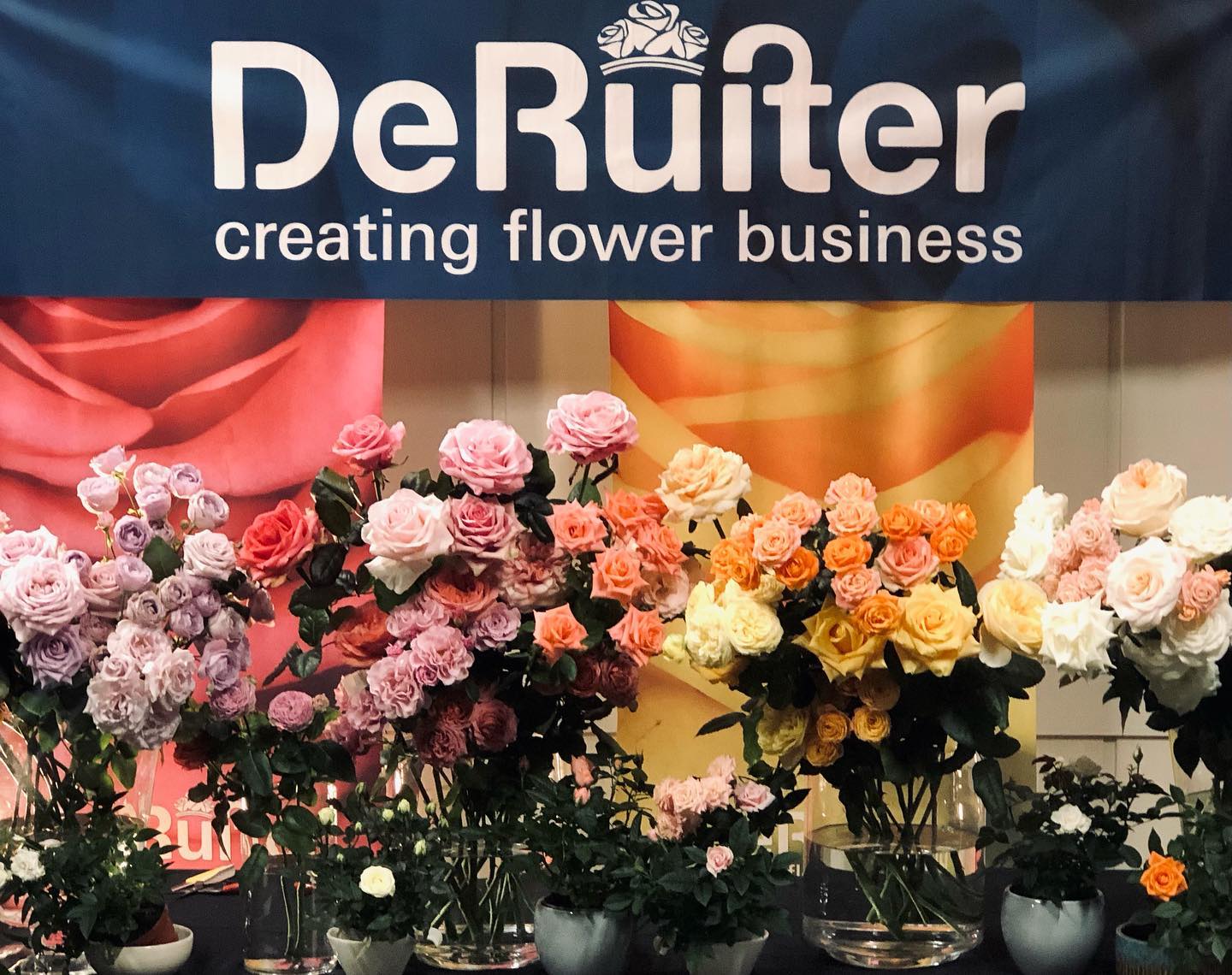 De Ruiter Innovations Roses - on Thursd