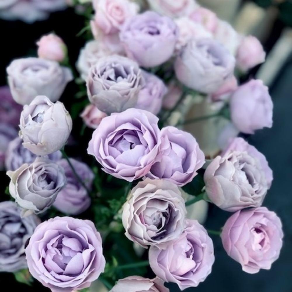 Spray Rose Lavender Bubbles - De Ruiter on Thursd