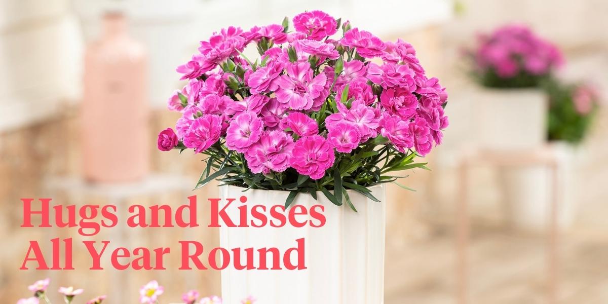 header Send a Special Message With the Dianthus XOXO.jpg