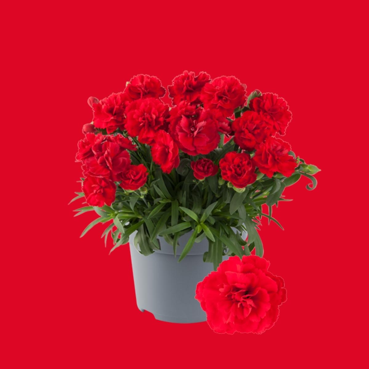 Dianthus Code® Bright Red - Florensis on Thursd