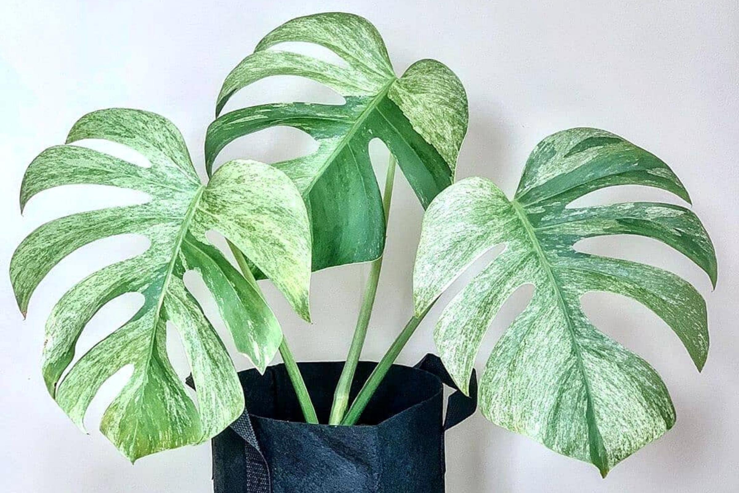 monstera-deliciosa-mint-variegated-a-rare-houseplant-featured
