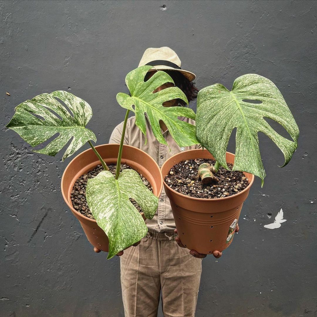 Monstera Deliciosa Mint Variegated - A Rare Houseplant You'll