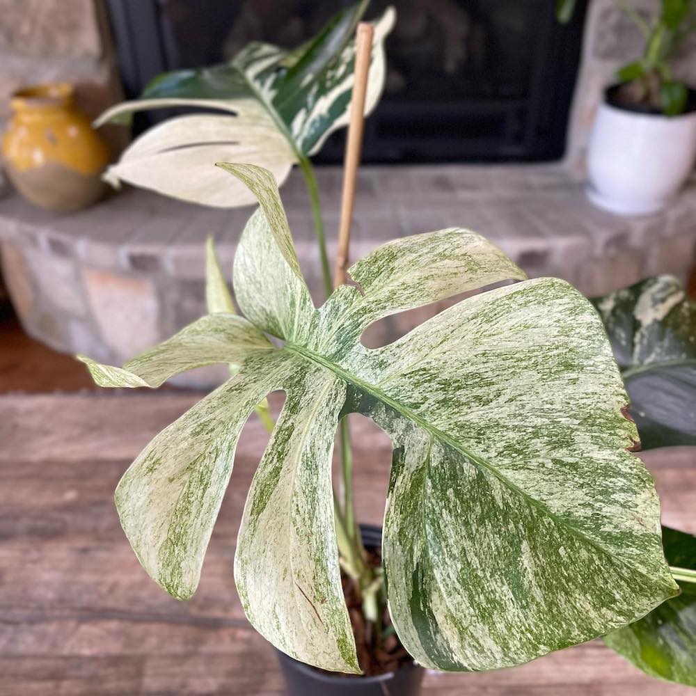 Monstera Deliciosa Mint Variegated - A Rare Houseplant You'll Want to ...