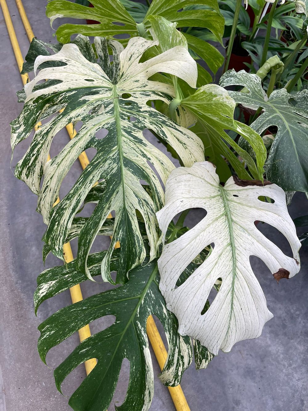 Monstera Deliciosa Mint Variegated - A Rare Houseplant You'll Want to Have in 2022 - Article on Thursd