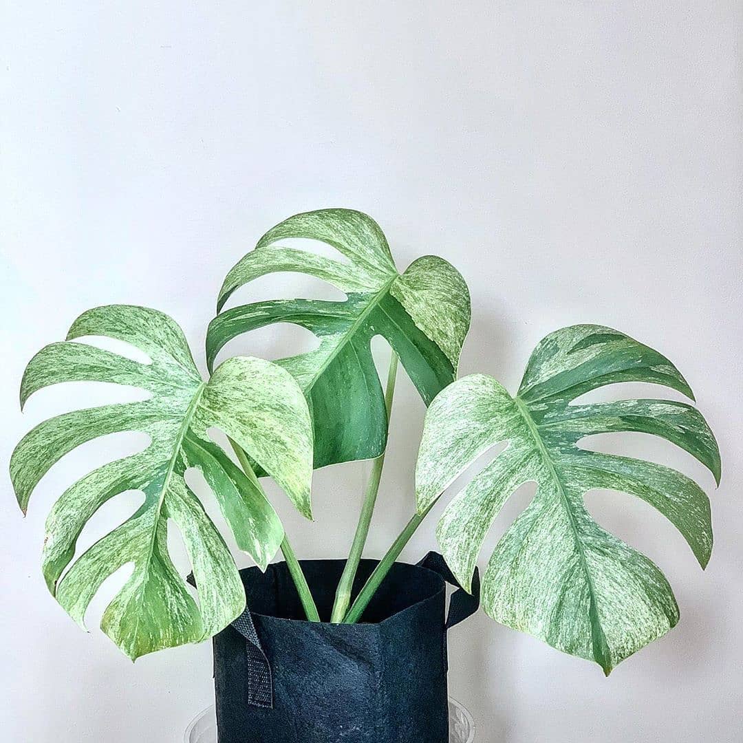 Monstera Deliciosa Mint Variegated - A Rare Houseplant You'll