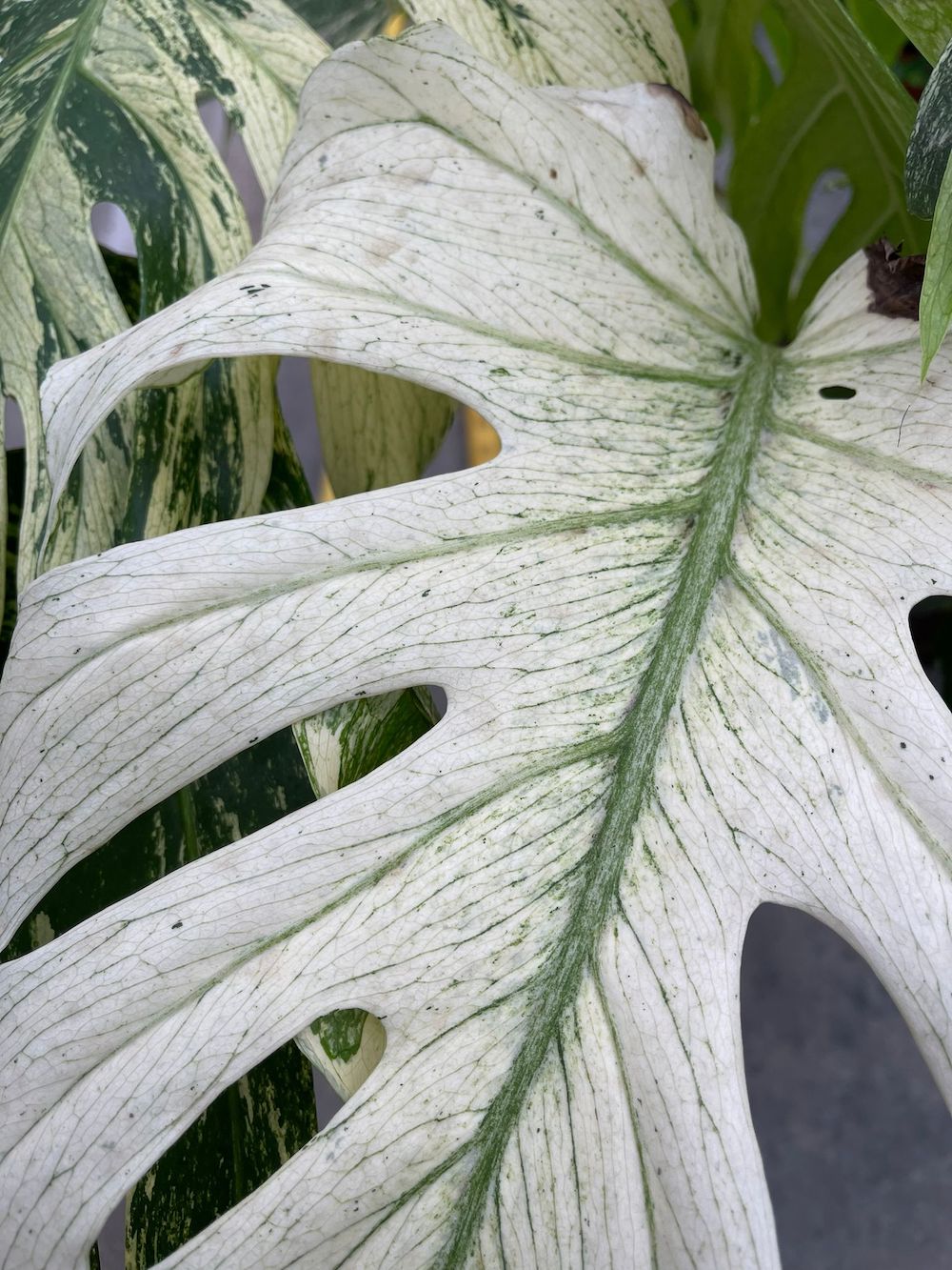 Big leaf houseplant Monstera Deliciosa Mint Variegated