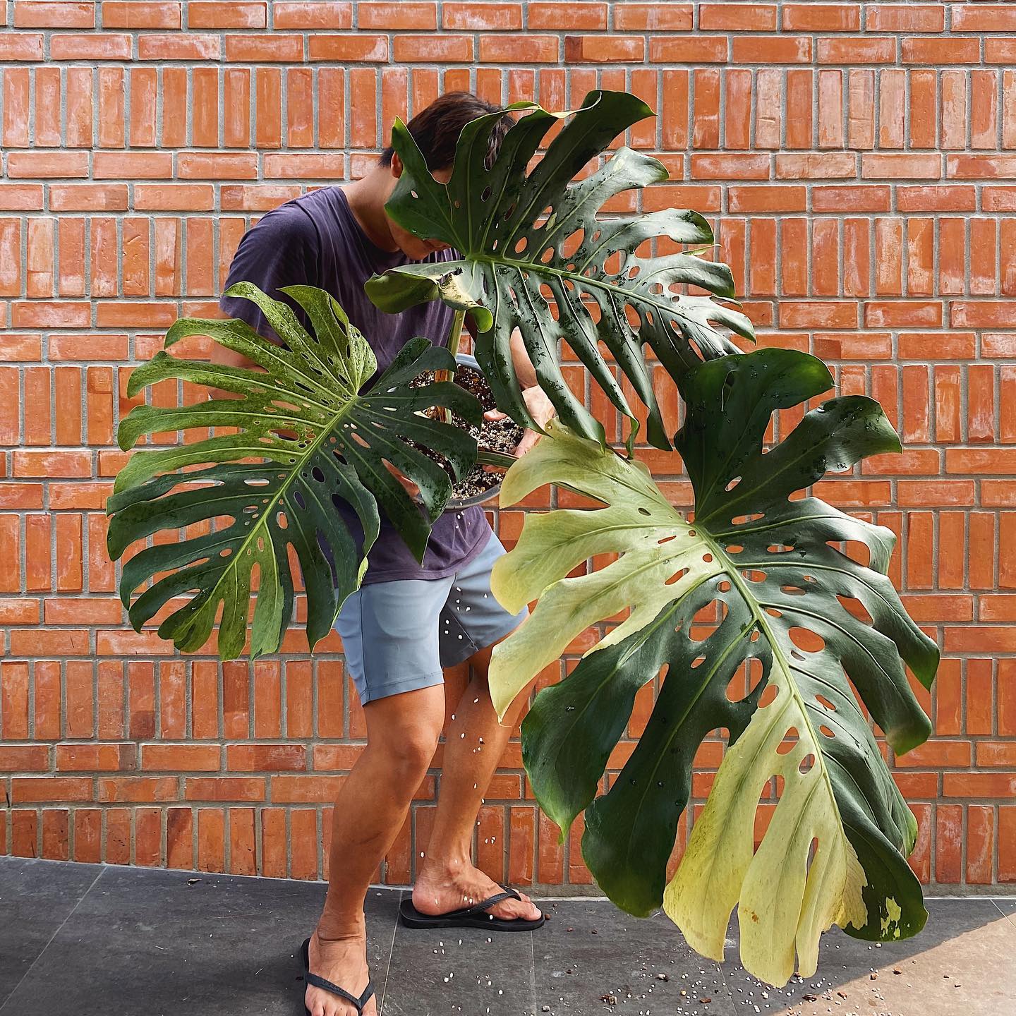 Houseplants Monstera Deliciosa Mint Variegated