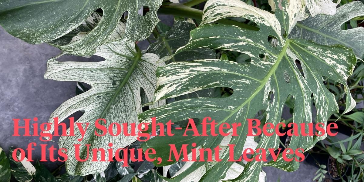 header Monstera Deliciosa Mint Variegated - A Rare Houseplant You'll Want to Have in 2022.jpg