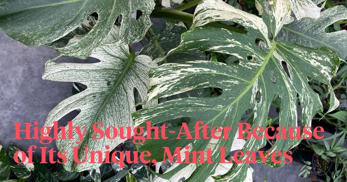 Monstera Deliciosa Mint Variegated - A Rare Houseplant You'll