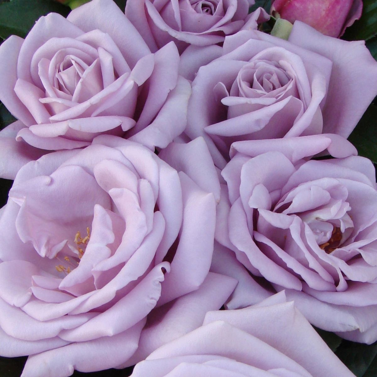 Rose 'Blue Moon'