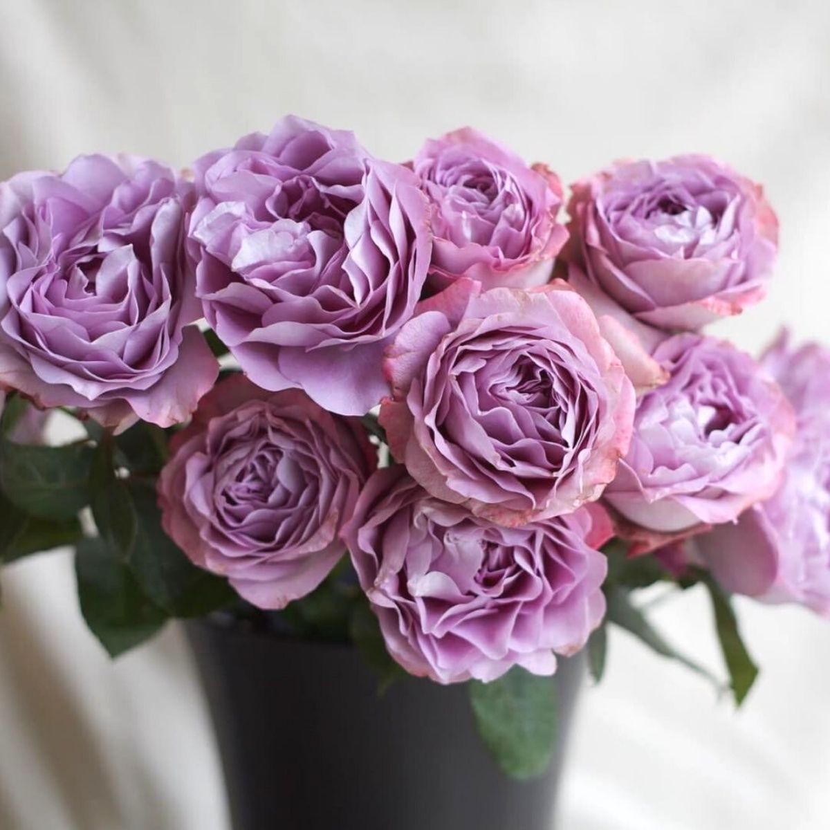 Rose 'Lavender Bouquet'