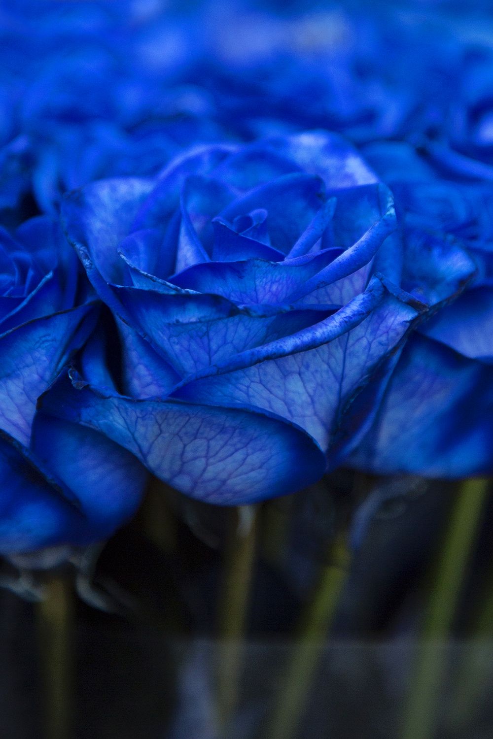 naturally blue flowers