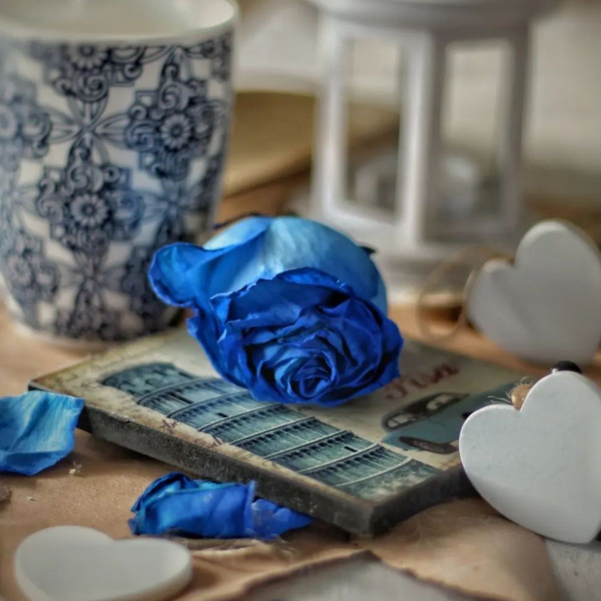 Do Blue Roses Exist - Are There Any Real Blue Roses? - Article on ...