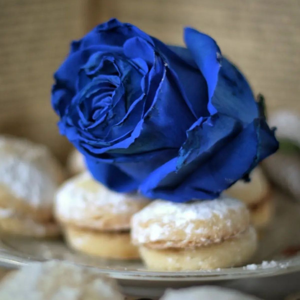 Do Blue Roses Exist - Are There Any Real Blue Roses? - Article on ...