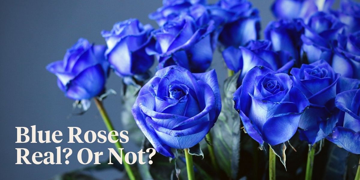 do-blue-roses-exist-are-there-any-real-blue-roses-header