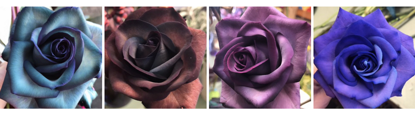 Colored - painted - dyed roses by Florist Kat Bass - on Thursd