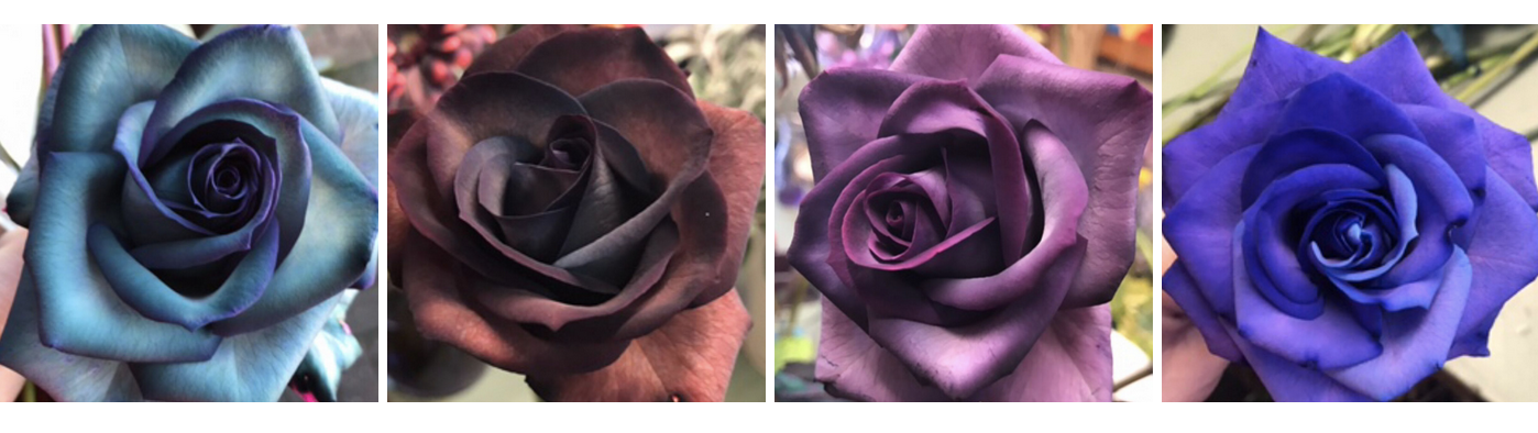 different types of blue roses