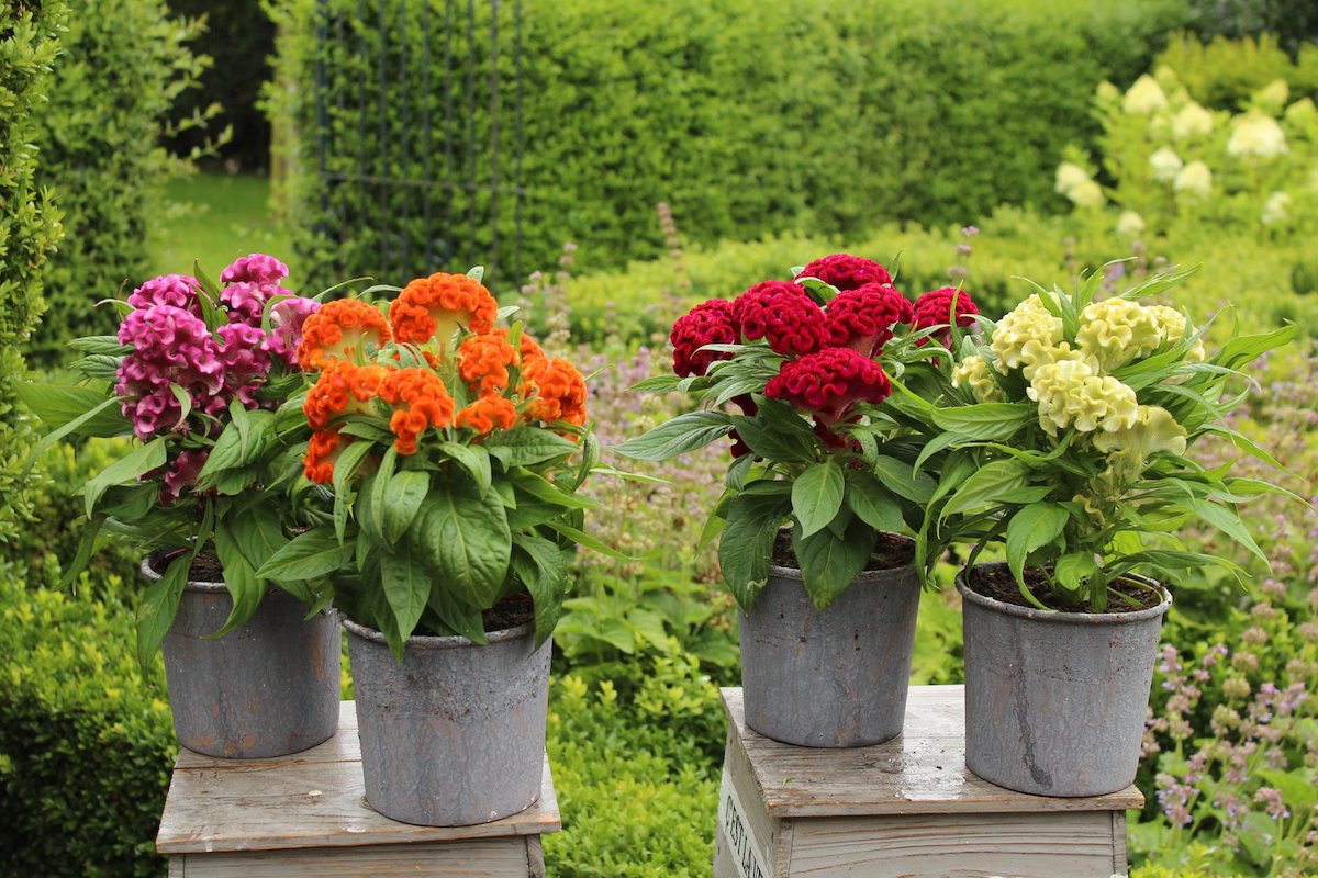 Floritec Celosia Twisted garden plants - on Thursd