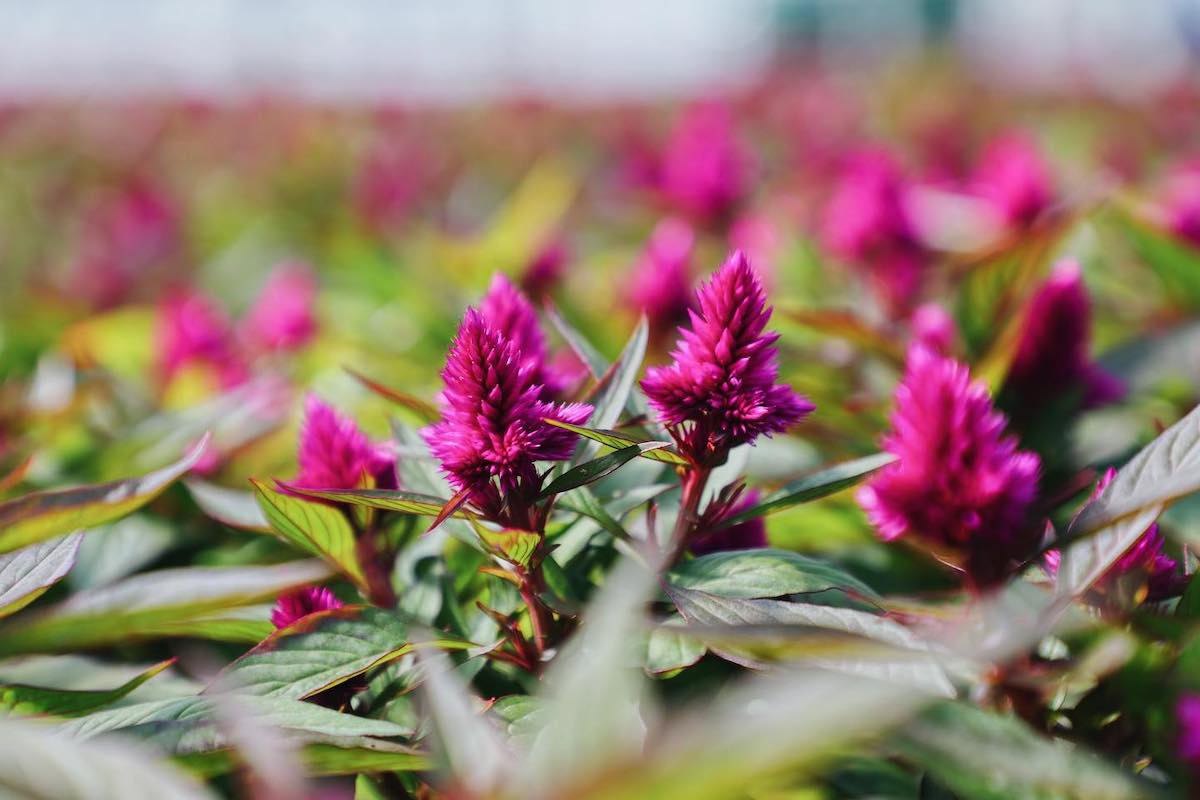 Celosia Intenz at Greenhouse - on Thursd