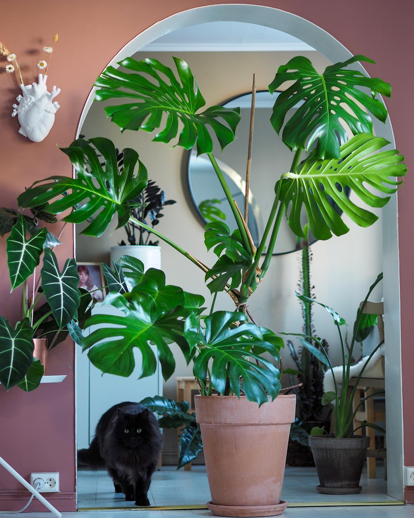 Monstera Deliciosa Houseplant is good for in the shade - on Thursd. 
