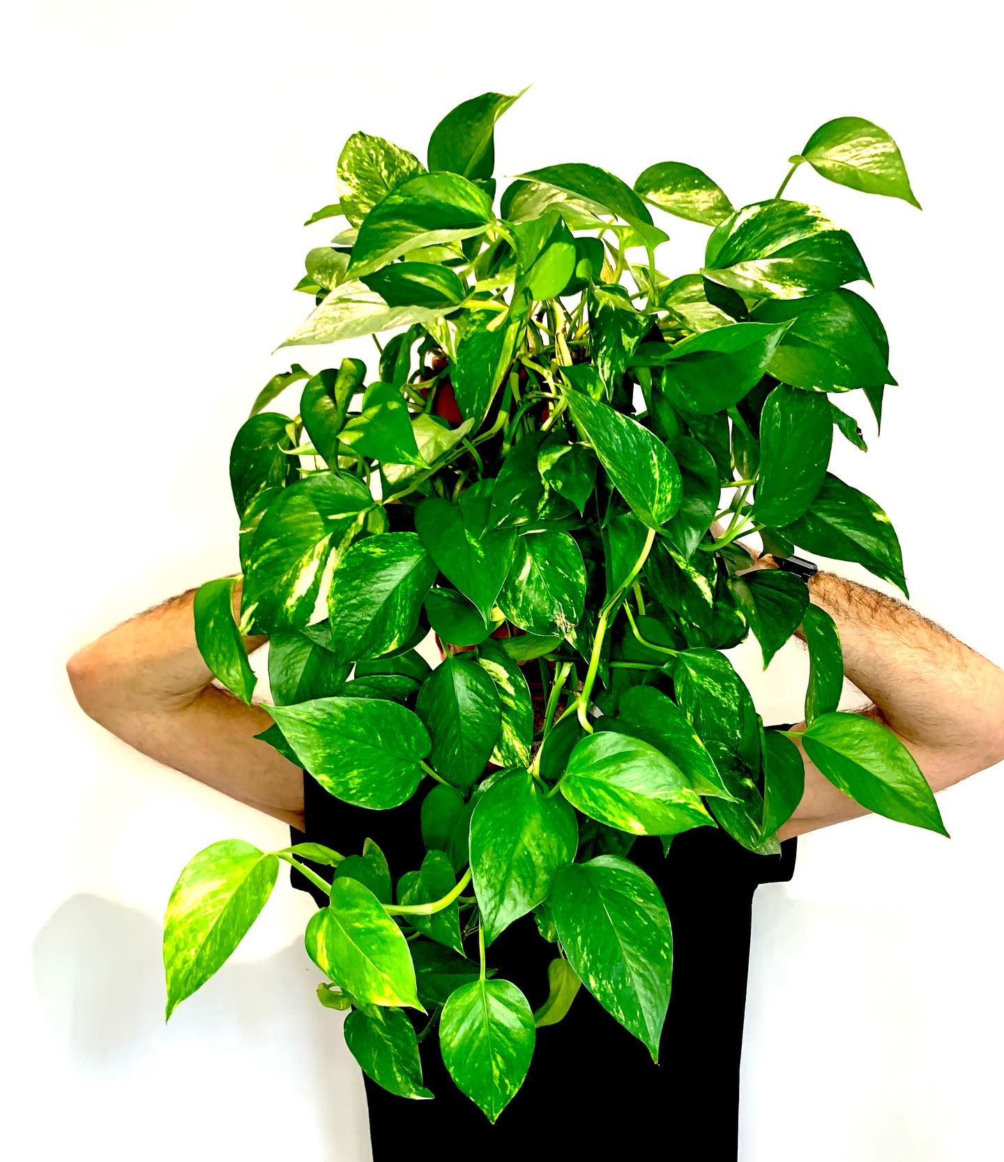 Golden pothos - Good Houseplant for dark spot - on Thursd