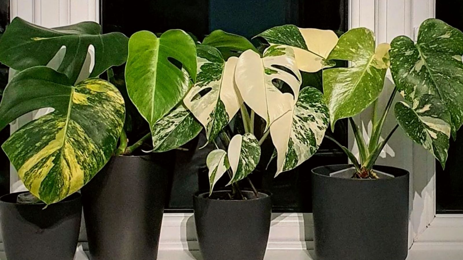 Monstera Variegata Albo Aureum Thai Constellation - on Thursd.