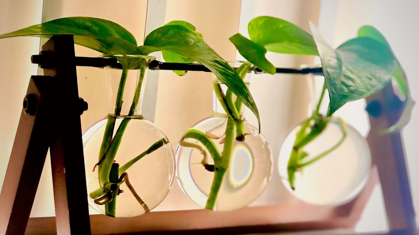 Golden pothos propagation - on Thursd