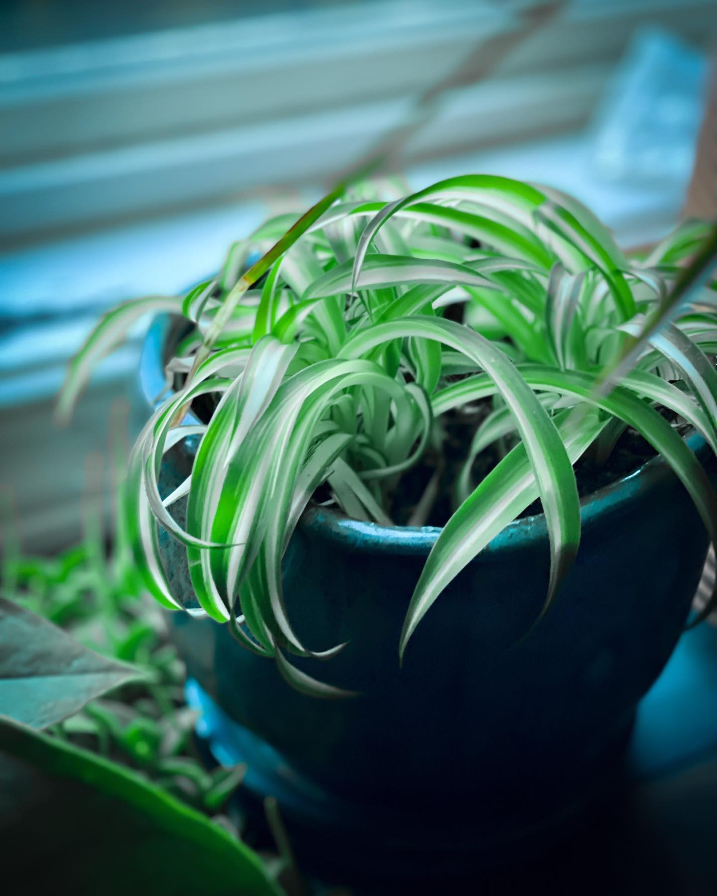 Spider Plant