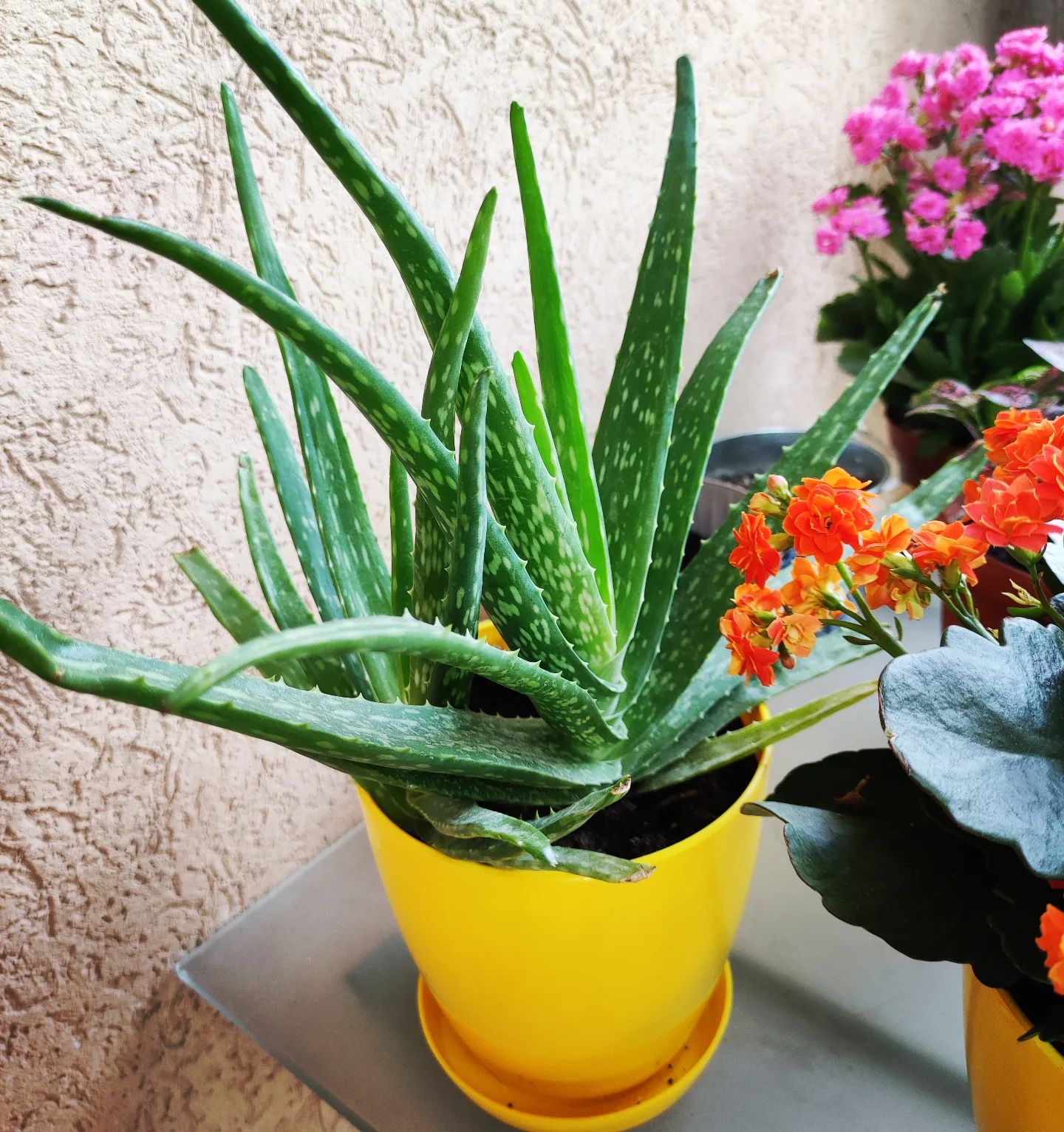 Aloe Vera (Aloe Vera) Indoor Plants That Clean the Air