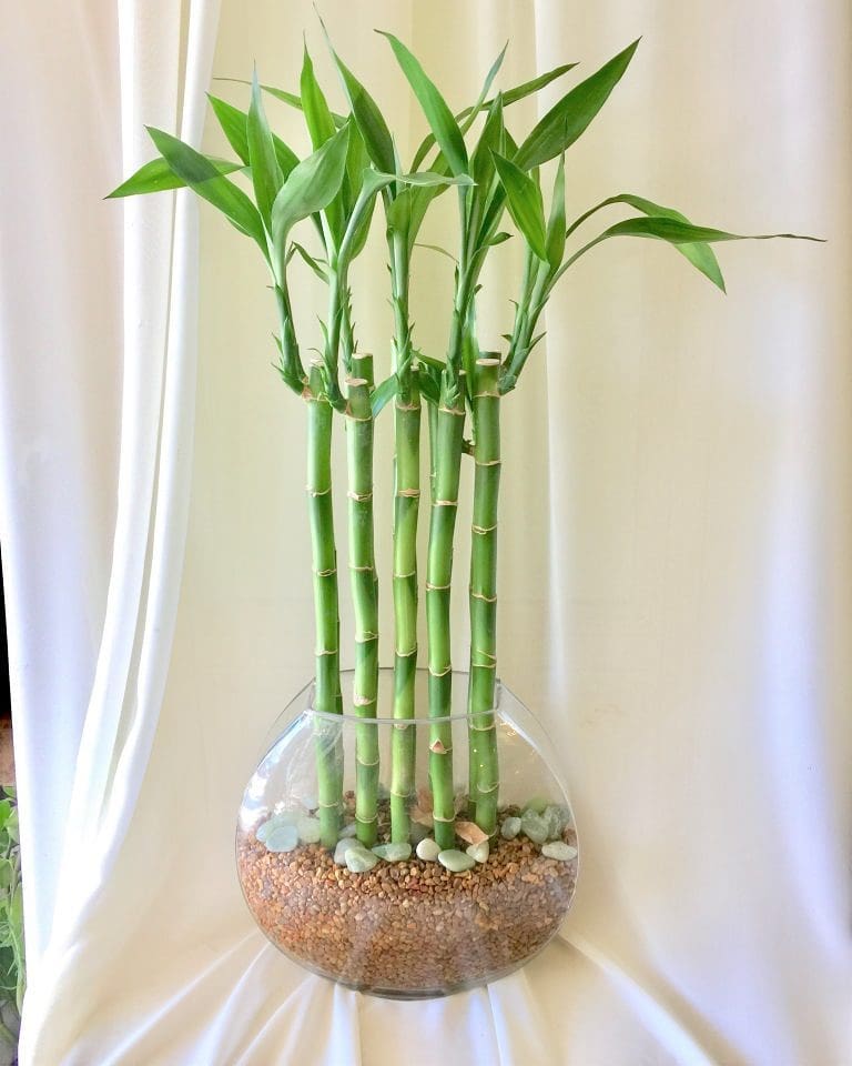 Lucky Bamboo (Dracaena Sanderiana) Indoor Plants That Clean the Air