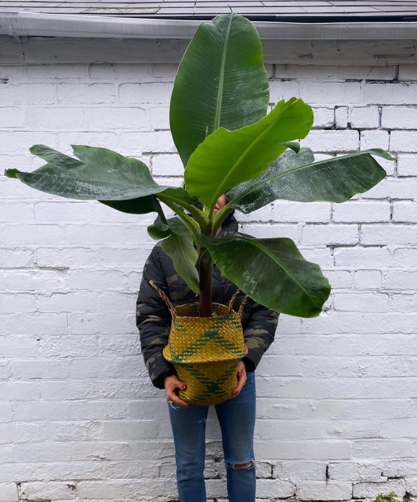 Banana Plant (Musa Acuminata 'Dwarf Cavendish') - on Thursd