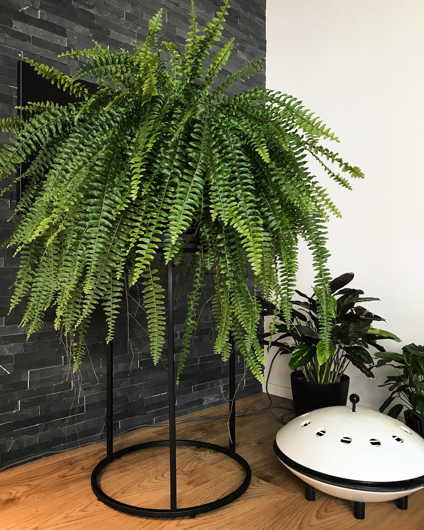 Boston Fern (Nephrolepis Exaltata) Indoor Plants That Clean the Air