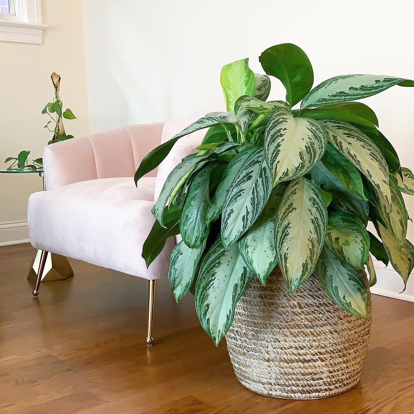 Chinese Evergreen (Aglaonema) - on Thursd