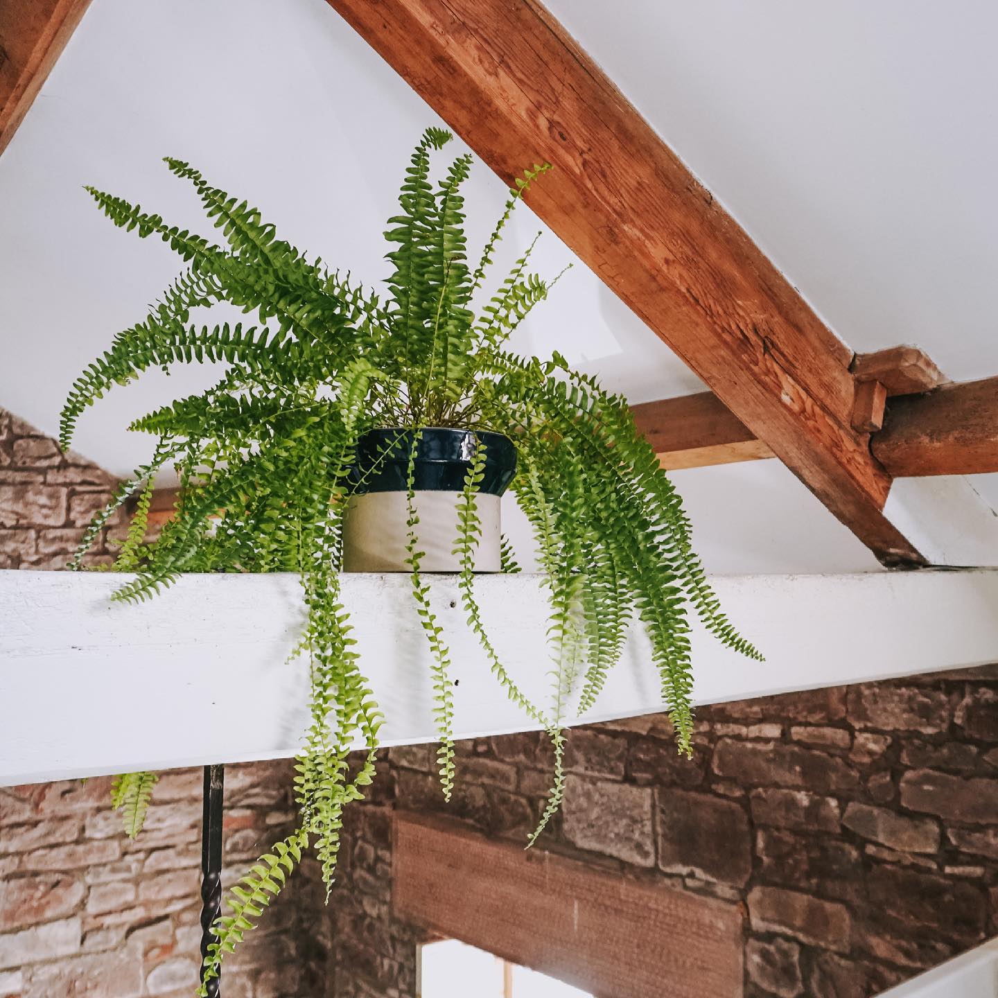 Boston fern - Nephrolepis Exaltata - for shade - on Thursd