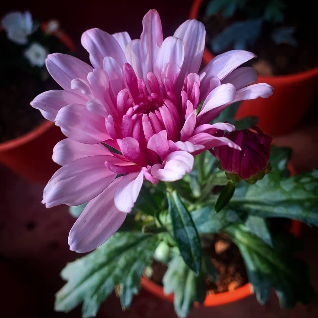 Pot Mum (Chrysanthemum) - on Thursd