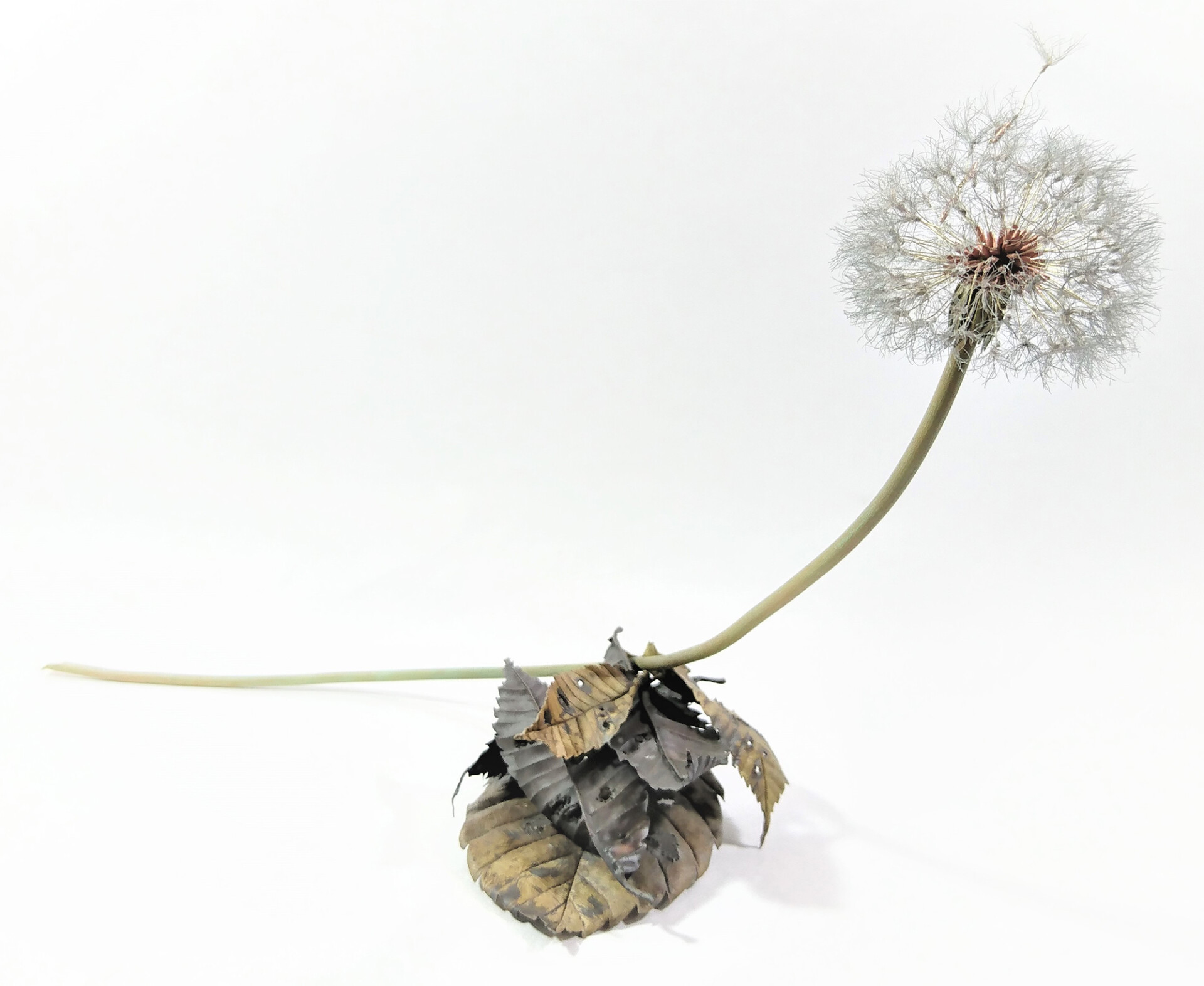 Shota Suzuki's Botanical Creations Crafted from Nature Dandelion Metal Sculpture