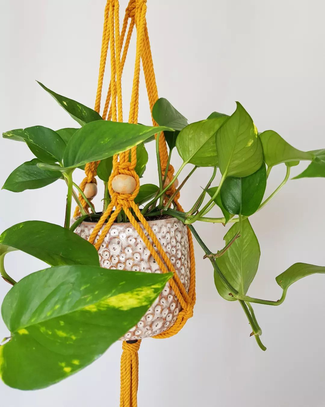 Pothos (Epipremnum Aureum) - on Thursd