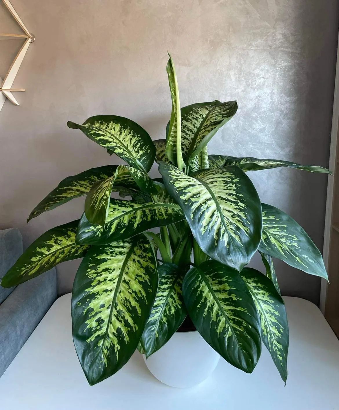 Dumb Cane (Dieffenbachia) - on Thursd