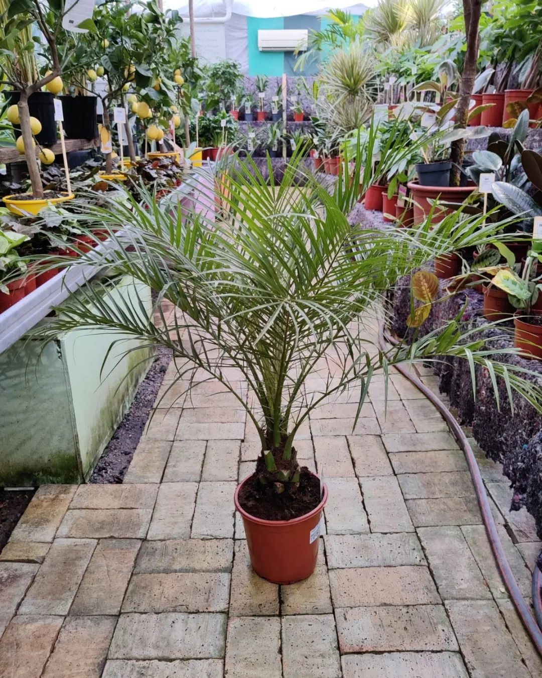 Dwarf Date Palm (Phoenix Roebelenii) - on Thursd