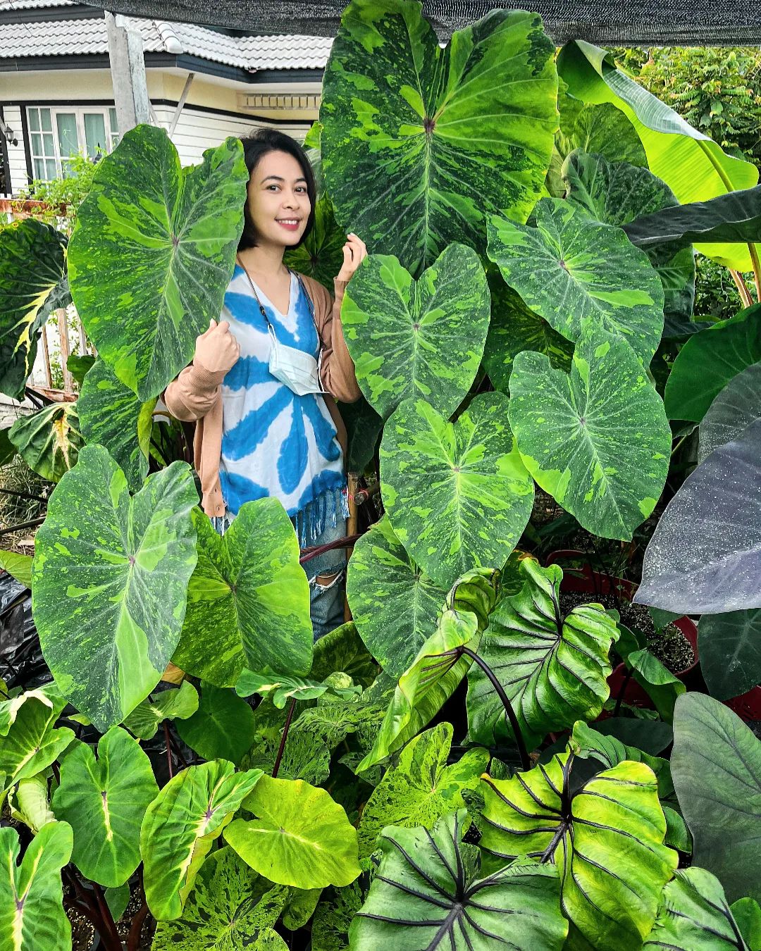 Elephant Ear (Colocasia) - on Thursd