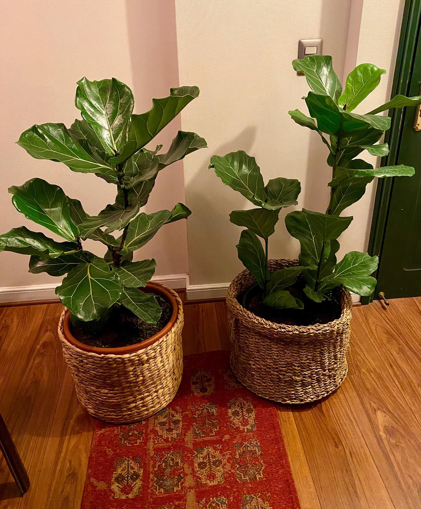 Fiddle-Leaf Fig (Ficus Lyrata) - on Thursd