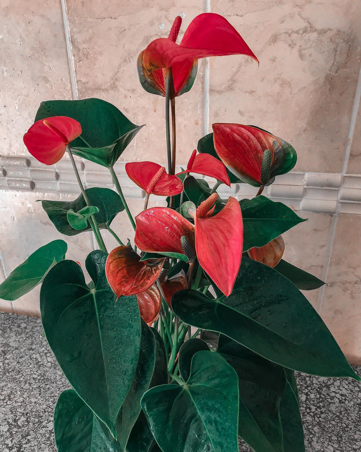 Flamingo Lily (Anthurium Andraeanum) - on Thursd