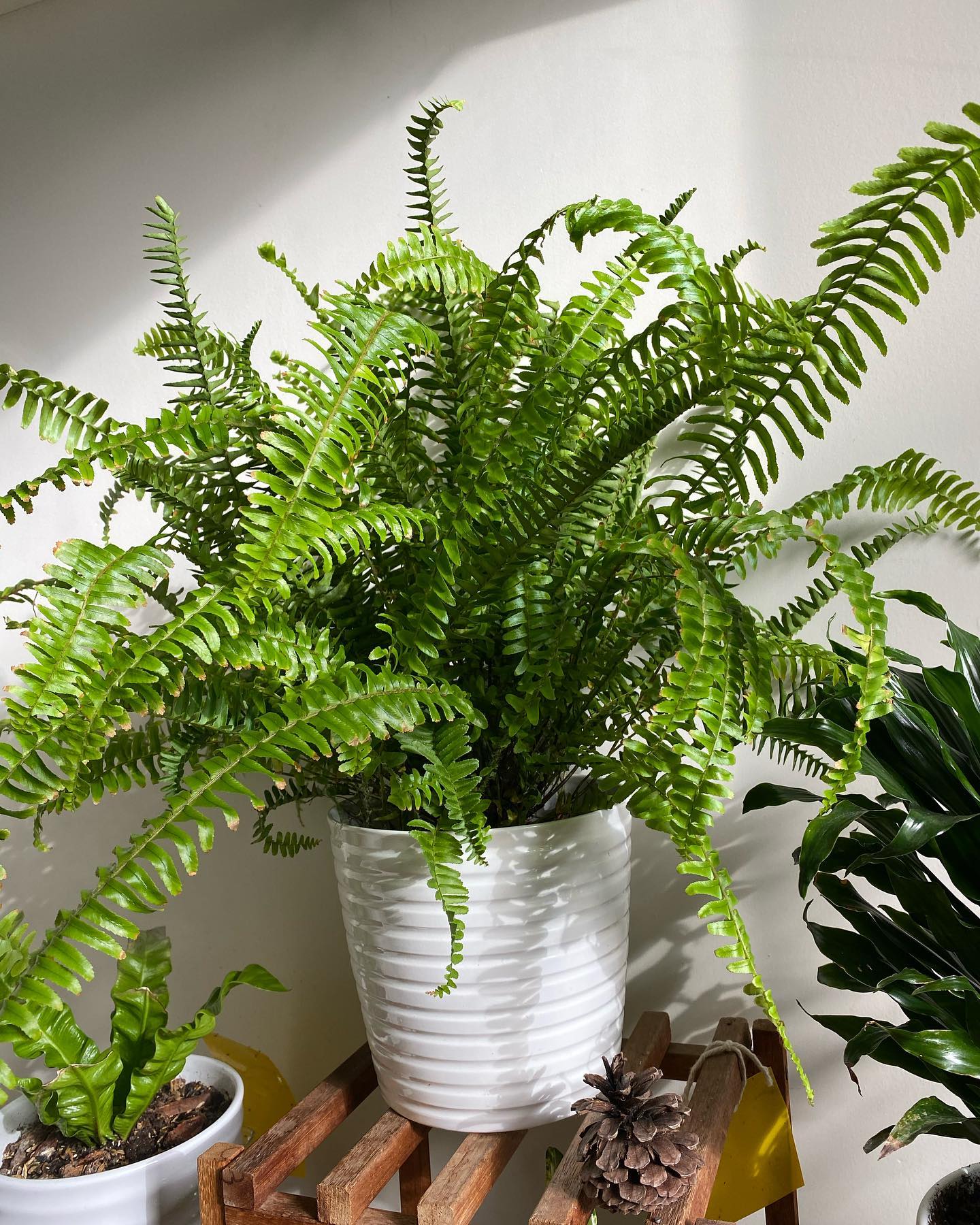 Kimberly Queen Fern (Nephrolepis Obliterata) - on Thursd