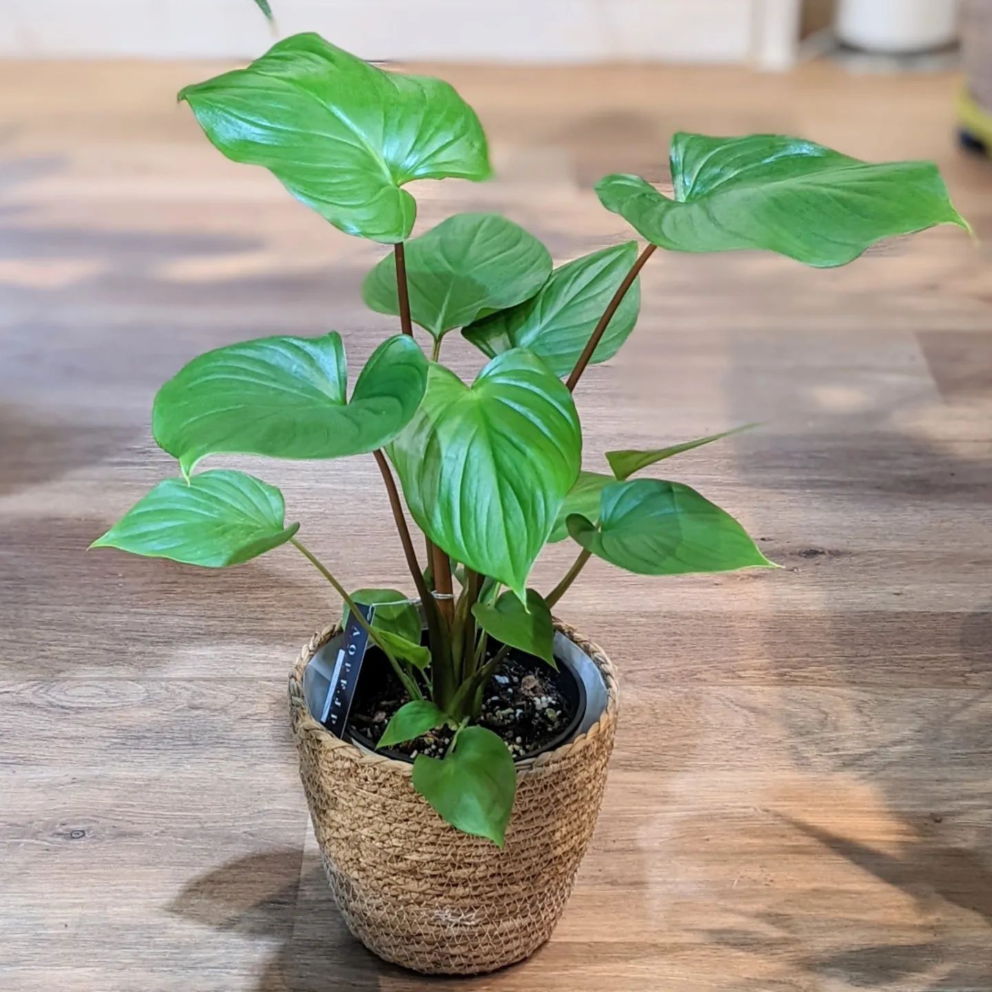 King of Hearts (Homalomena Rubescens) - on Thursd