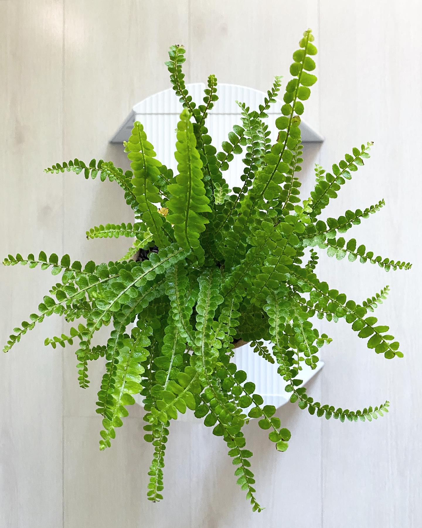 Lemon Button Fern (Nephrolepis Cordifolia 'Duffii')  - on Thursd