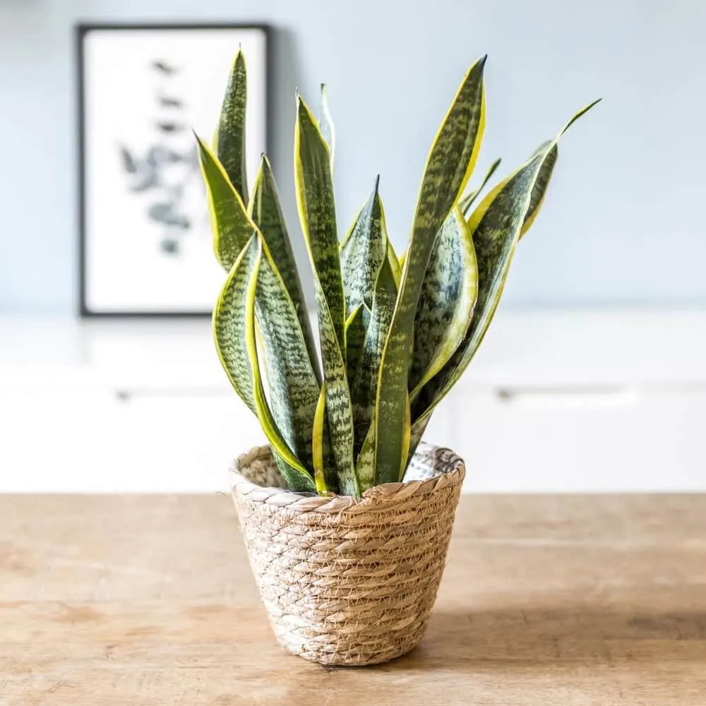 Snake Plant (Dracaena Trifasciata) - on Thursd