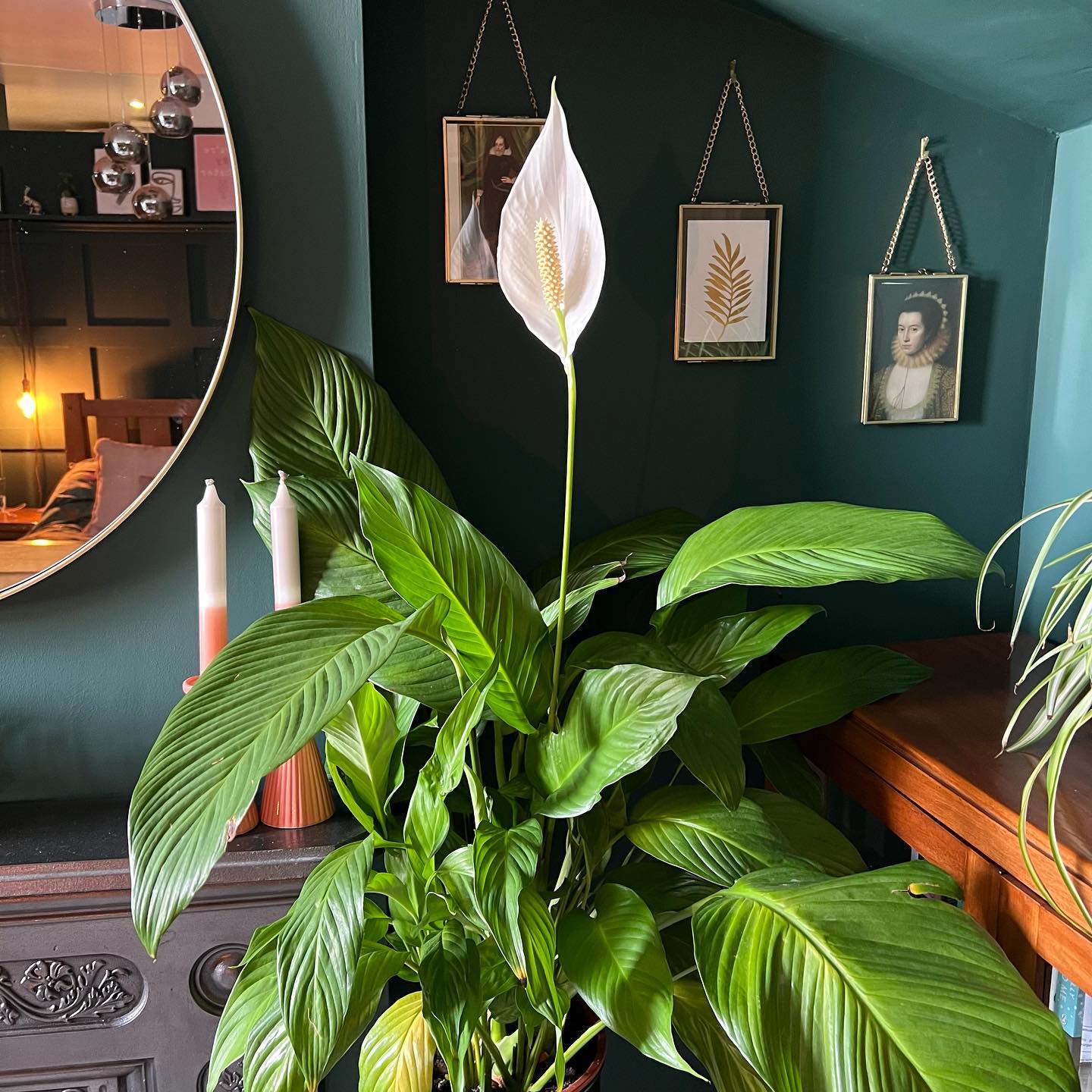 Peace Lily (Spathiphyllum) - on Thursd